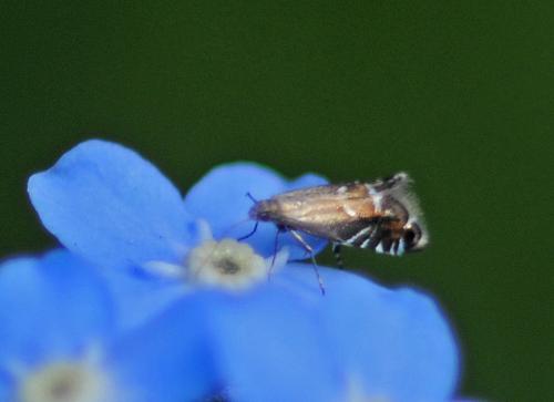 Réf. 256 554 : Glyphipterix simpliciella